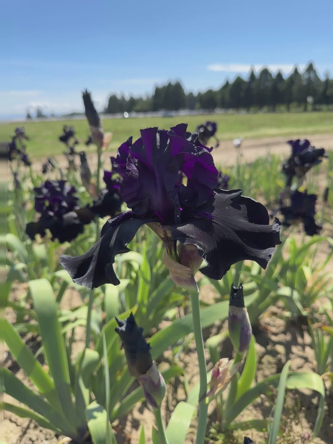 Black Is Black | Tall Bearded Iris – Schreiner's Gardens