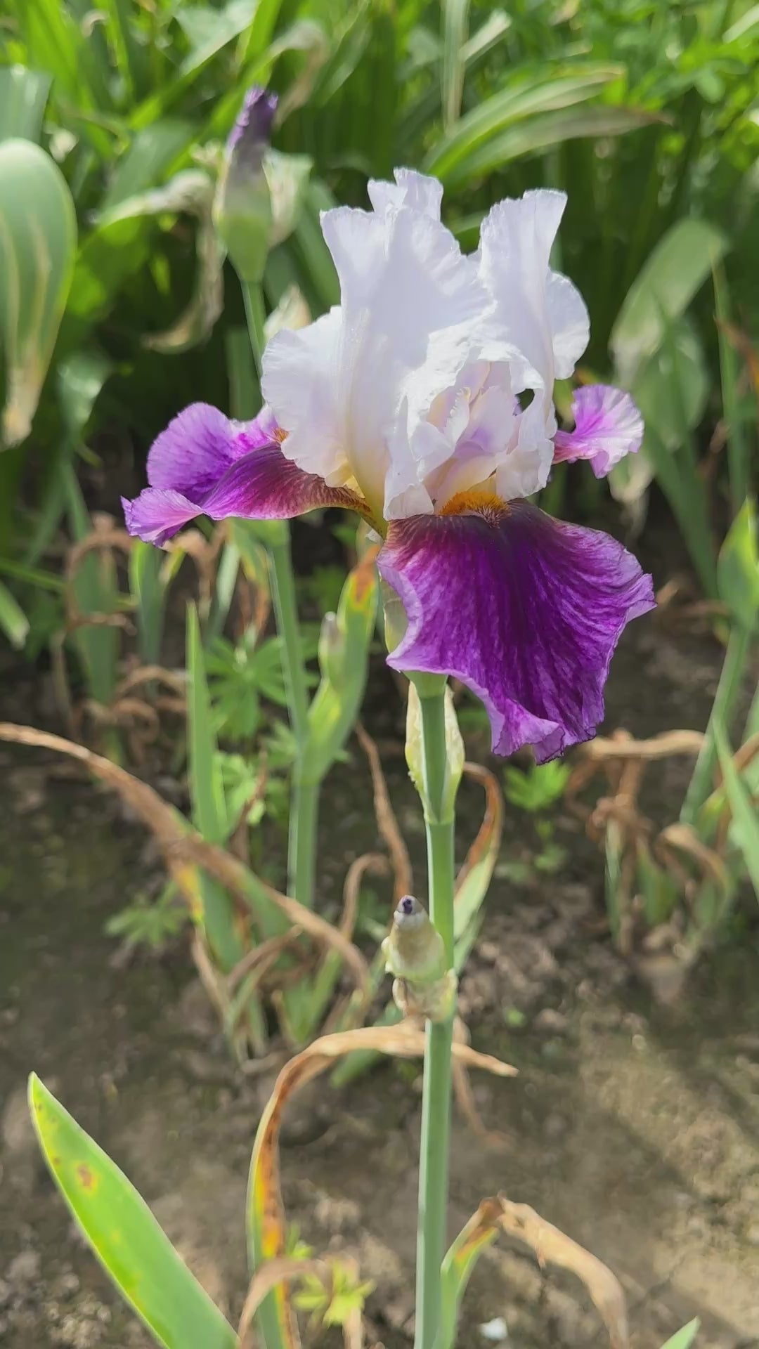 Barbara Jean Lauer – Schreiner's Gardens