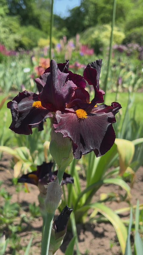 Awakening Embers | Tall Bearded Iris – Schreiner's Gardens