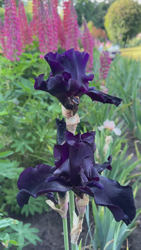 Before the Storm | Tall Bearded Iris – Schreiner's Gardens