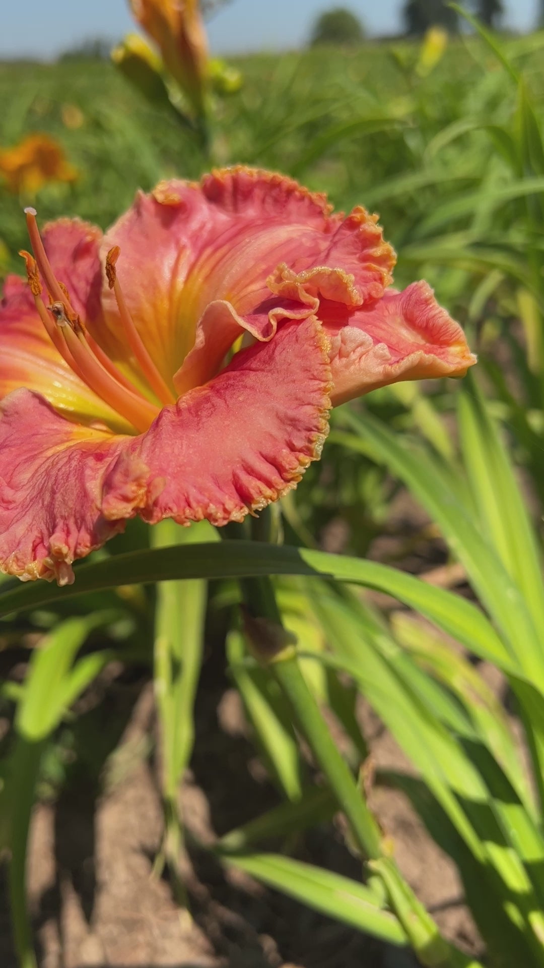 Blossom Hill - Over $150 Bonus – Schreiner's Gardens