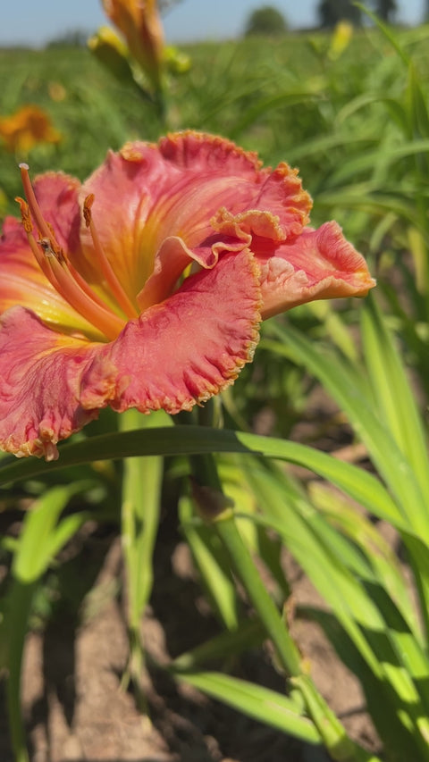 Blossom Hill - Over $150 Bonus – Schreiner's Gardens