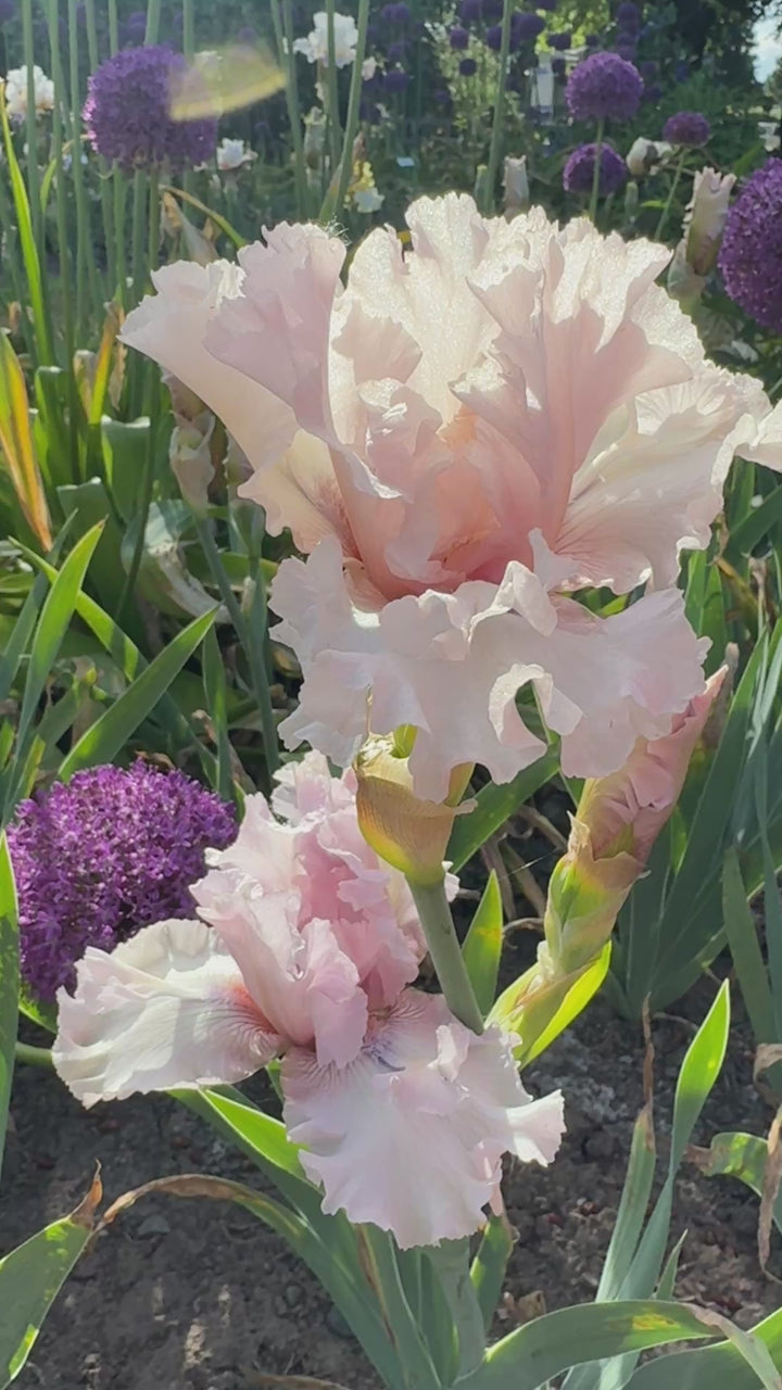 Air Time – Schreiner's Gardens
