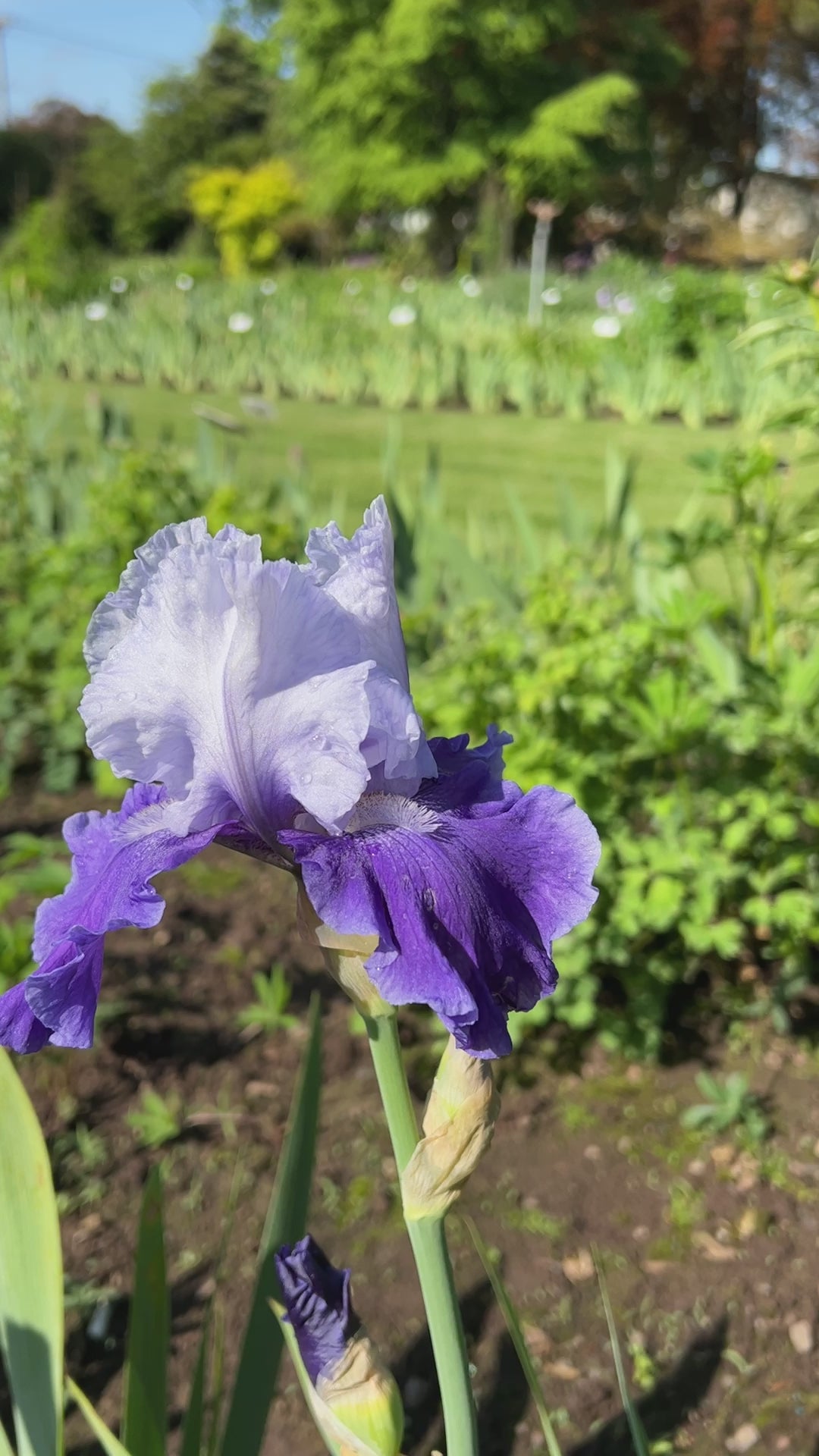 Mariposa Skies | Tall Bearded Iris – Schreiner's Gardens