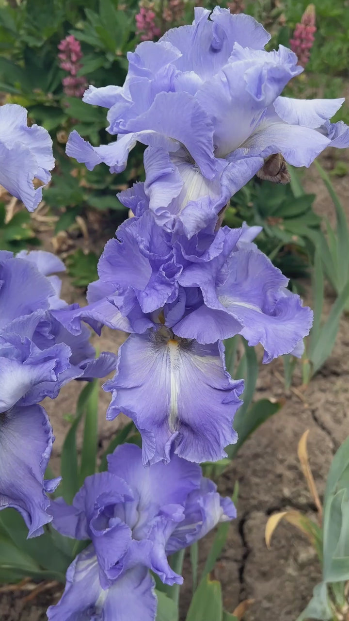 ハイ・ライズ('15英)　Blu-ray Downstream | Tall Bearded Iris – Schreiner's Gardens