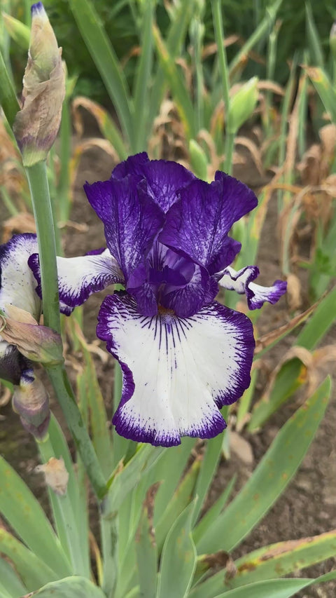 Art Deco | Tall Bearded Iris – Schreiner's Gardens