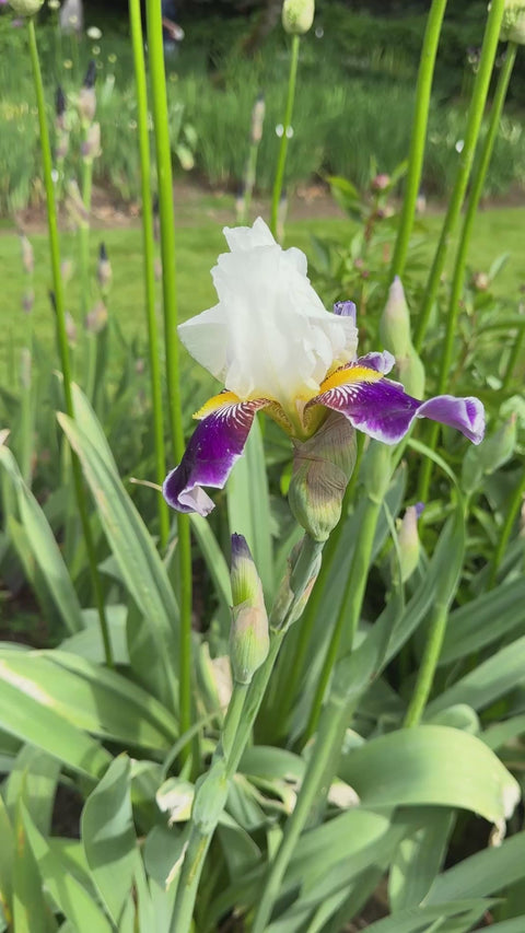 Wabash | Tall Bearded Iris – Schreiner's Gardens