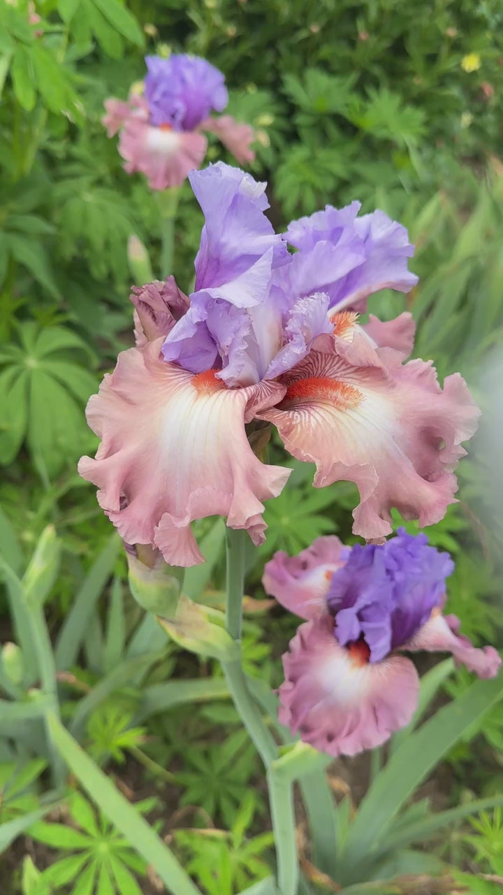 Noticeable – Schreiner's Gardens