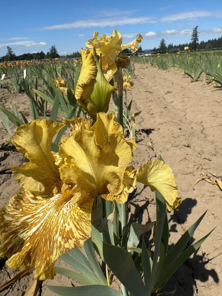 Tiger Honey | Tall Bearded Iris – Schreiner's Gardens
