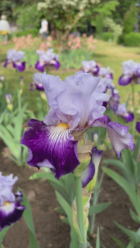 Off Topic | Tall Bearded Iris – Schreiner's Gardens