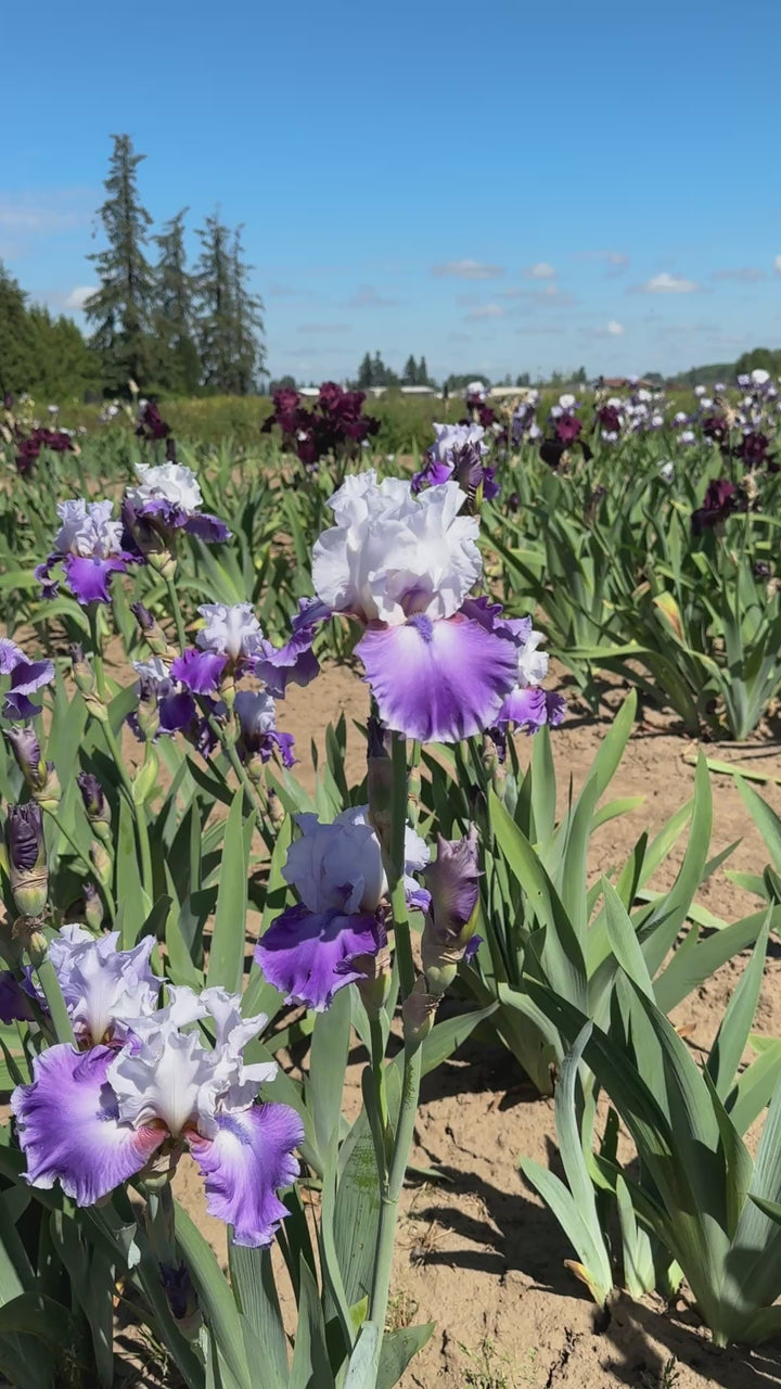 Off The Shoulder | Tall Bearded Iris – Schreiner's Gardens