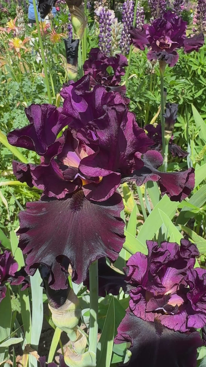 Silken Trim | Tall Bearded Iris – Schreiner's Gardens