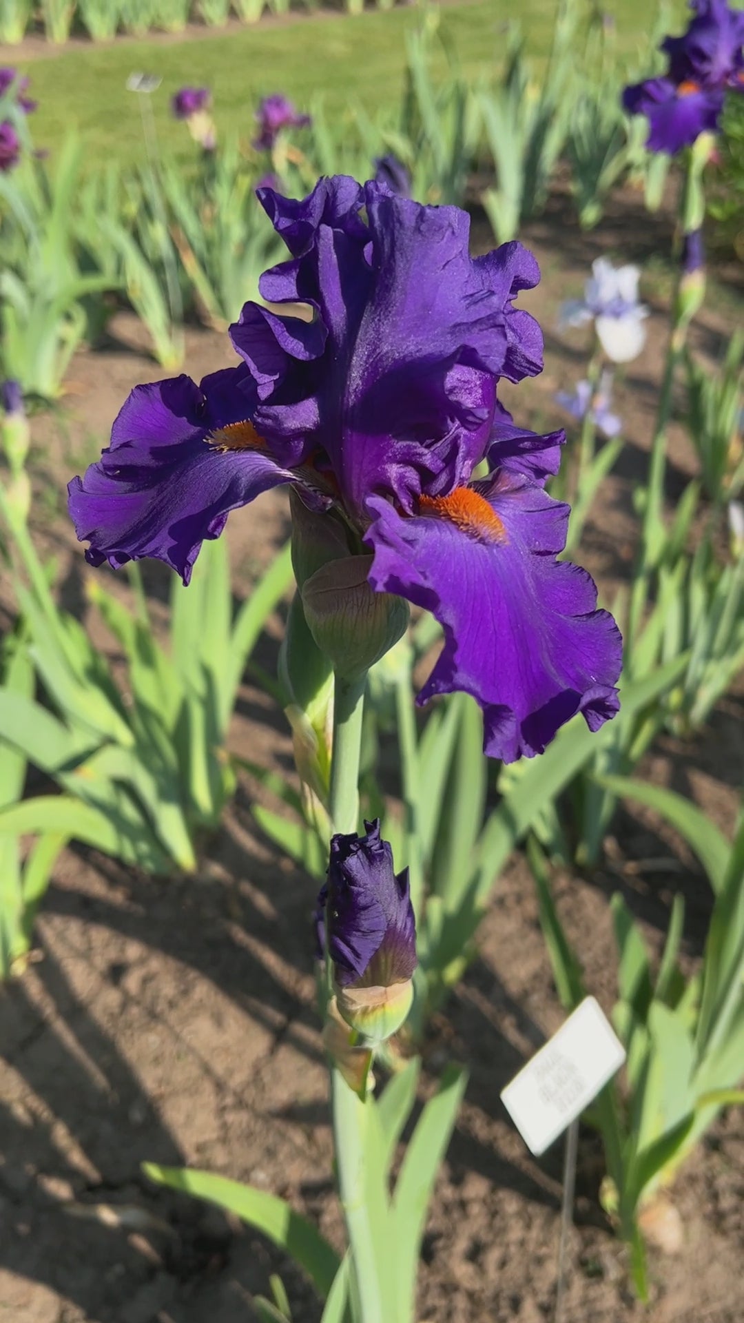Paul Black – Schreiner's Gardens