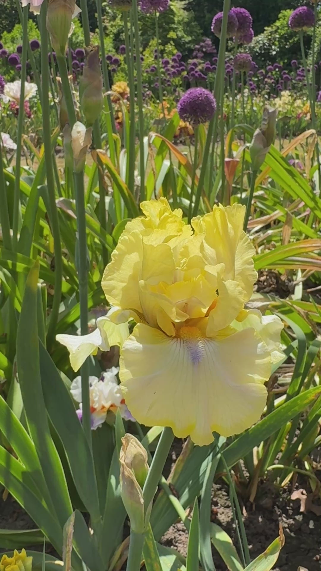 Blind Ambition | Tall Bearded Iris – Schreiner's Gardens