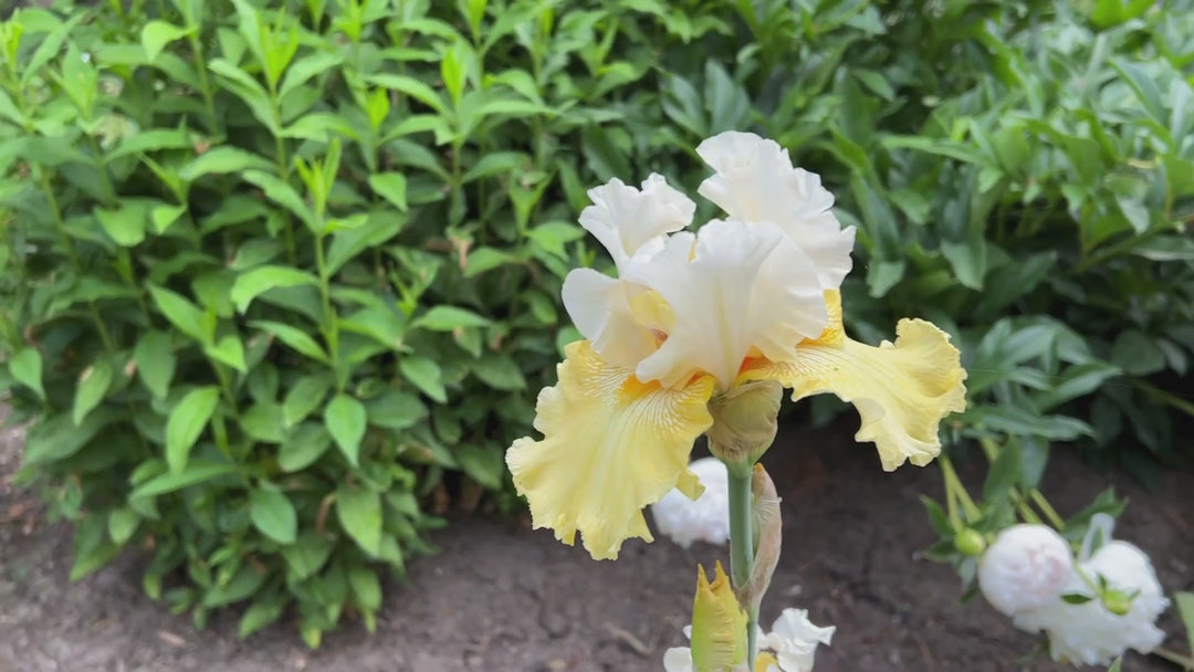 Kissed by the Sun | Tall Bearded Iris – Schreiner's Gardens