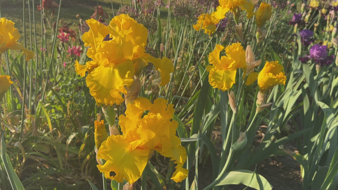 Big As The Moon - Bonus | Tall Bearded Iris – Schreiner's Gardens
