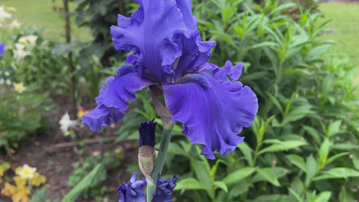 Java Bleue | Tall Bearded Iris – Schreiner's Gardens