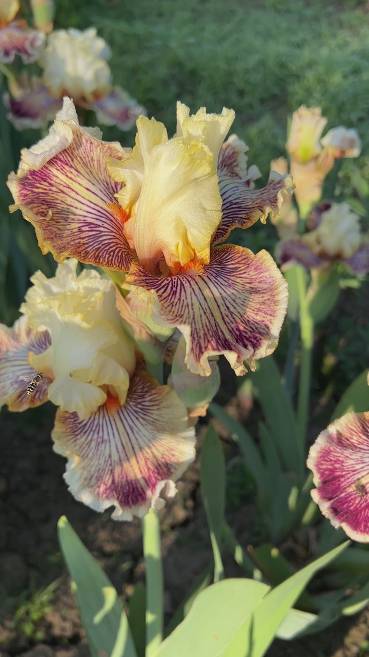 Insaniac | Tall Bearded Iris – Schreiner's Gardens
