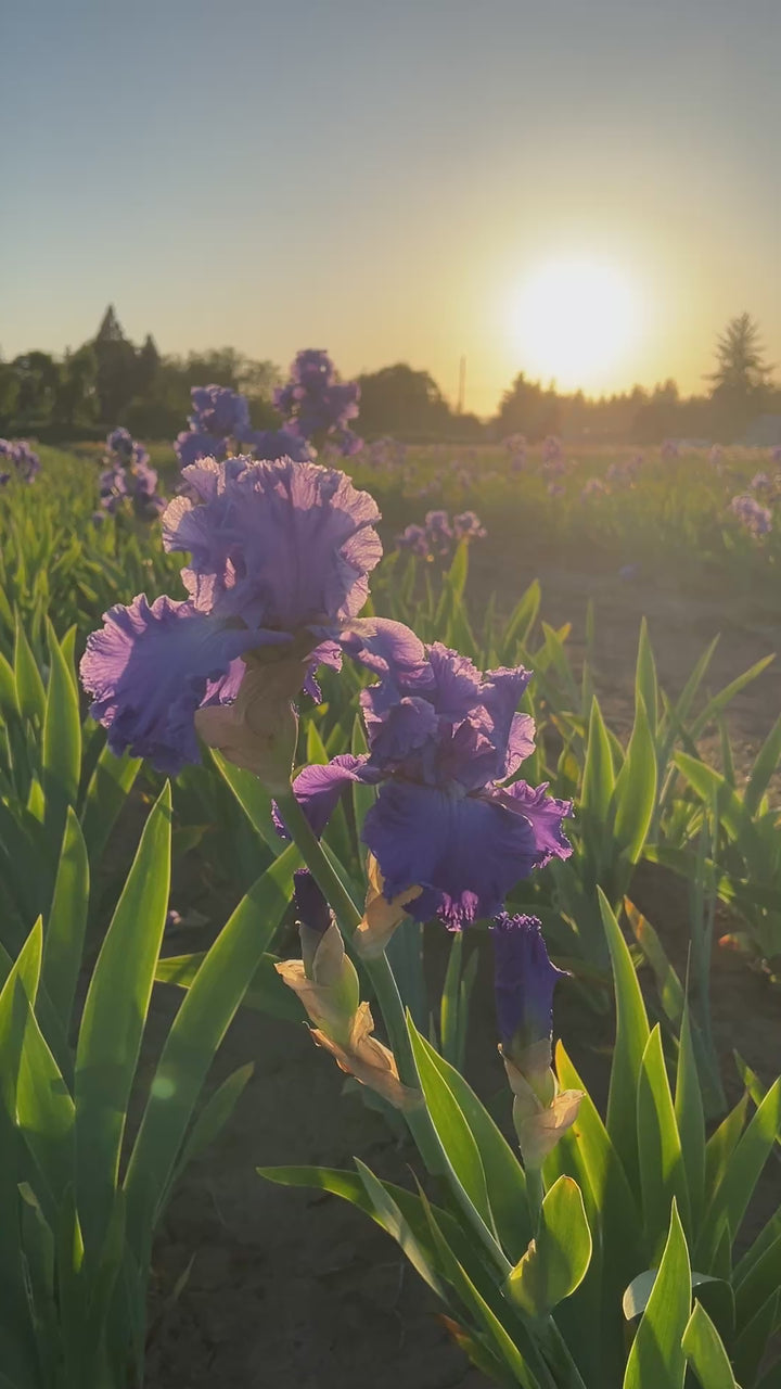 Home of the Blues | Tall Bearded Iris – Schreiner's Gardens