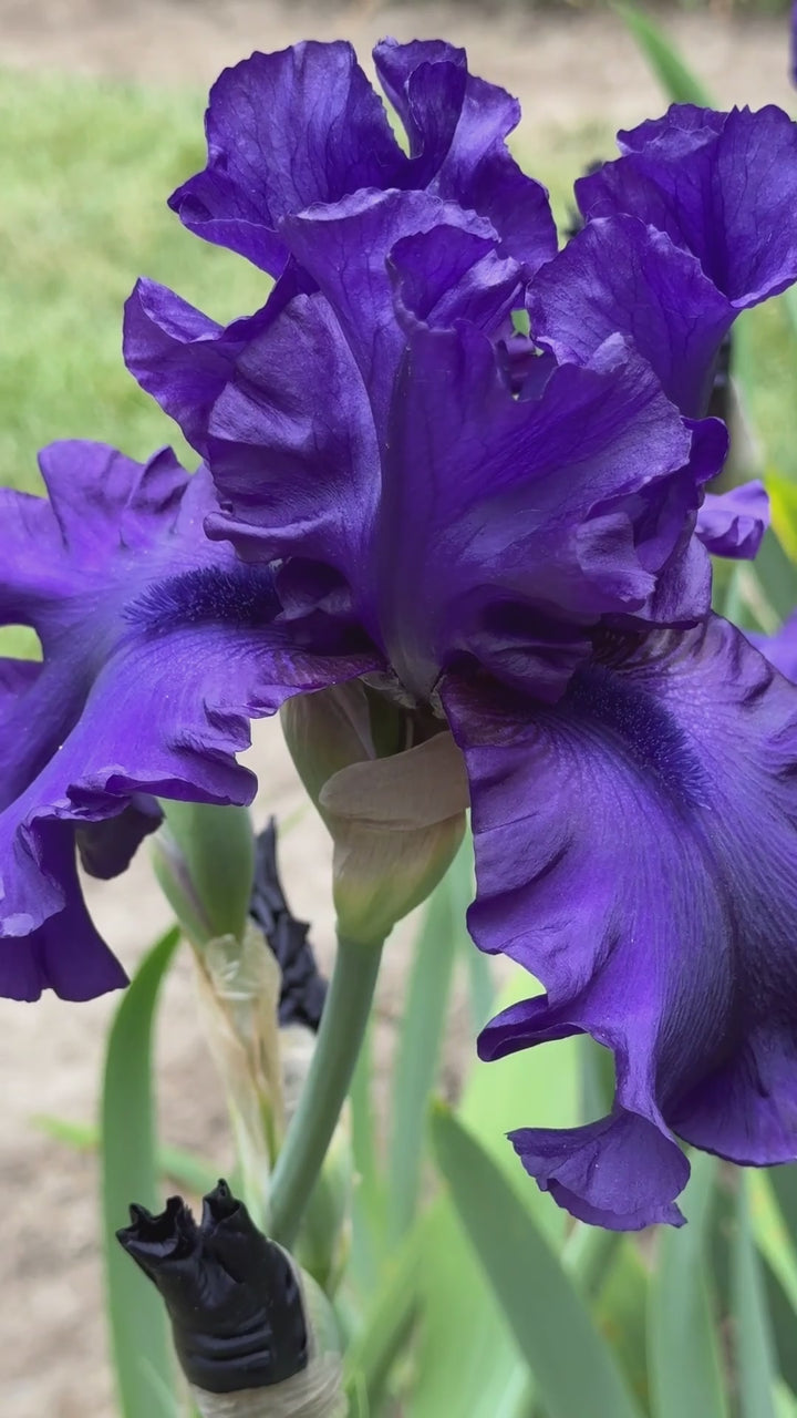 Dusky Challenger | Tall Bearded Iris – Schreiner's Gardens