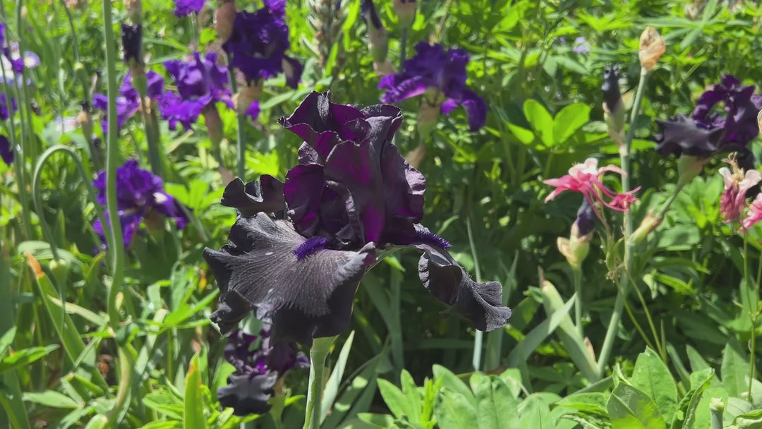 Black Friday | Tall Bearded Iris – Schreiner's Gardens