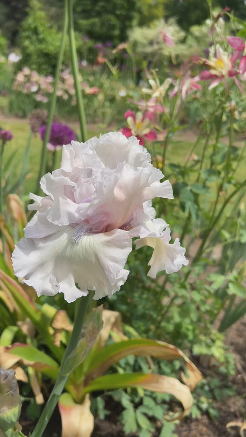 Beauty Within | Tall Bearded Iris – Schreiner's Gardens