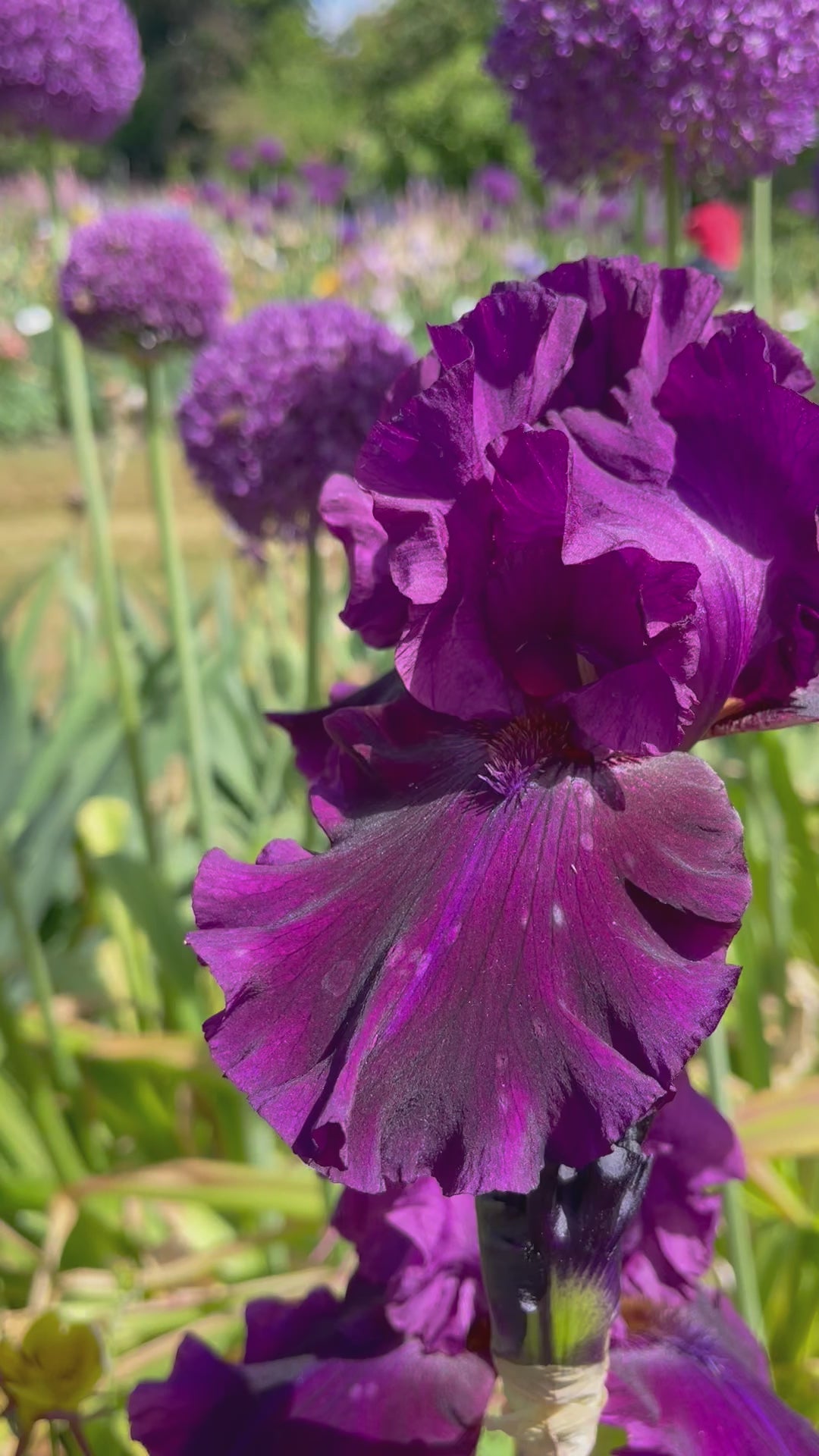 For Veronica | Tall Bearded Iris – Schreiner's Gardens