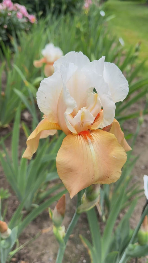 DIA イェビン YEBIN flower 4seasons トレカ 3枚セット Invitation | Tall Bearded Iris – Schreiner's Gardens