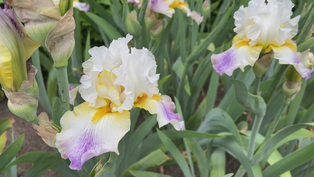 Sunrise Splendor | Tall Bearded Iris – Schreiner's Gardens