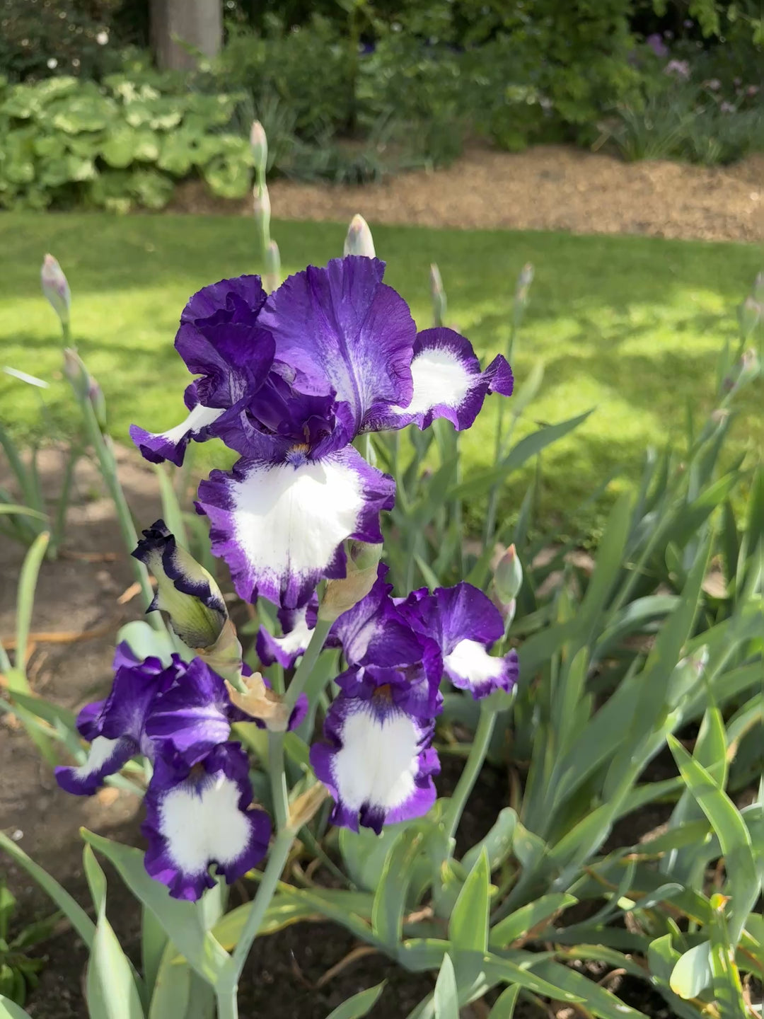 Stepping Out | Tall Bearded Iris – Schreiner's Gardens