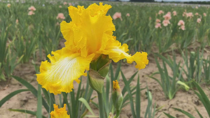 That's All Folks | Tall Bearded Iris – Schreiner's Gardens