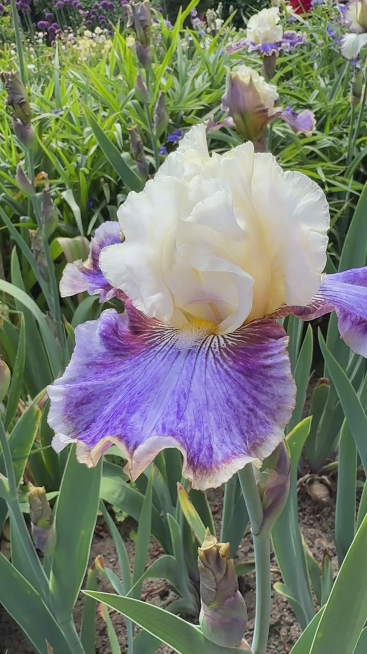 Coos Bay | Tall Bearded Iris – Schreiner's Gardens
