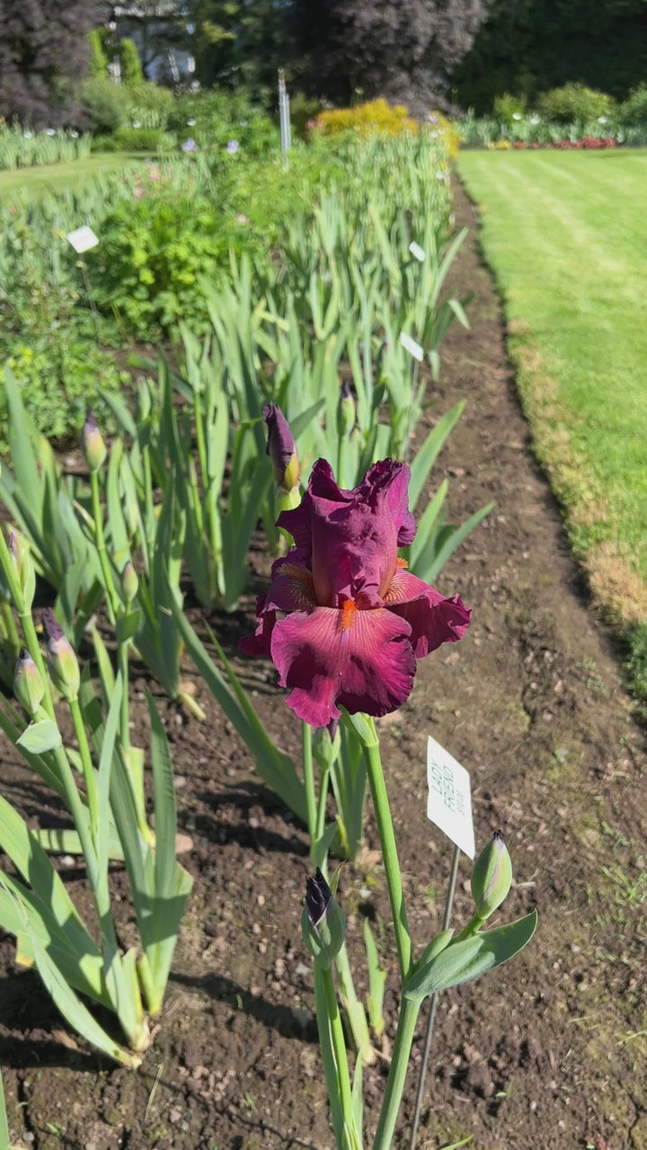 Lady Friend | Tall Bearded Iris – Schreiner's Gardens