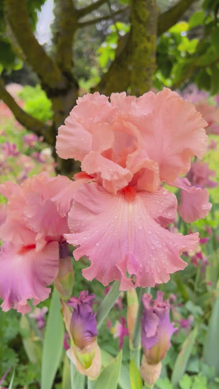Bellini | Tall Bearded Iris – Schreiner's Gardens