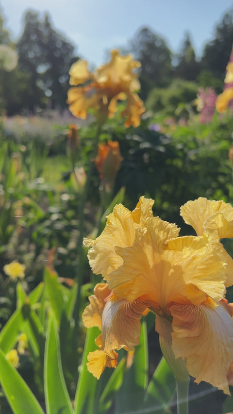 Honeycomb | Tall Bearded Iris – Schreiner's Gardens