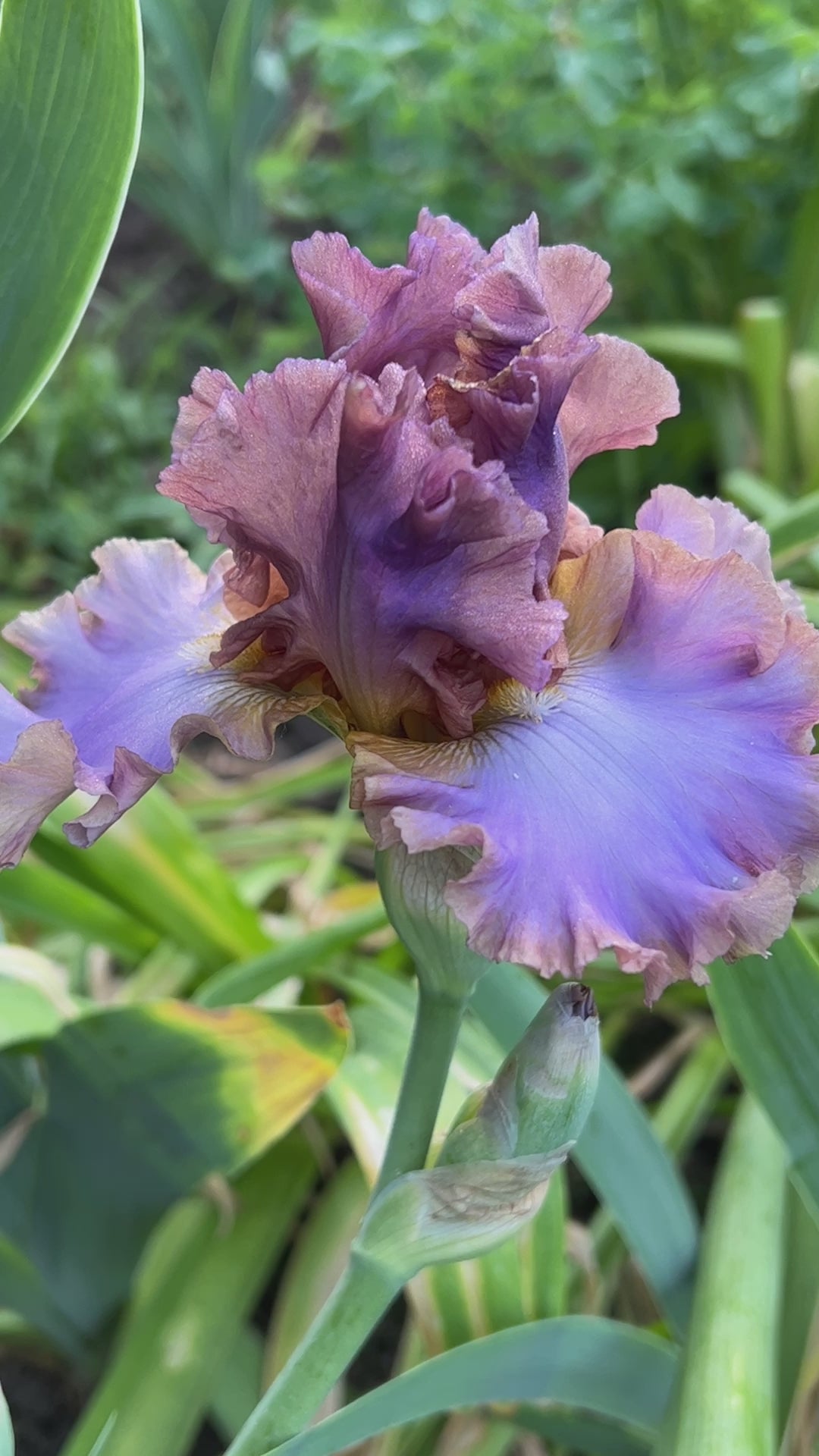 iris house plant House Arrest