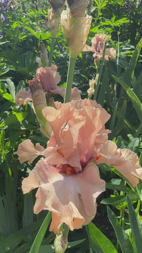 Mocha Frappe – Schreiner's Gardens