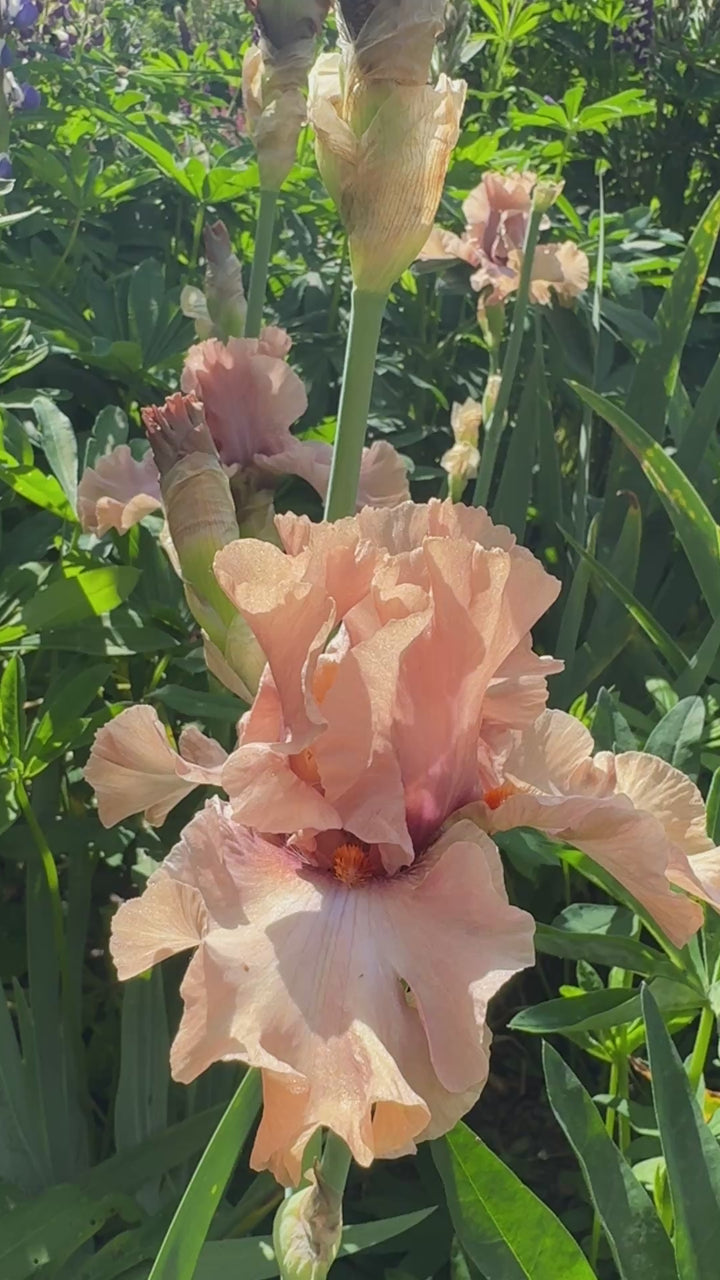 Mocha Frappe – Schreiner's Gardens