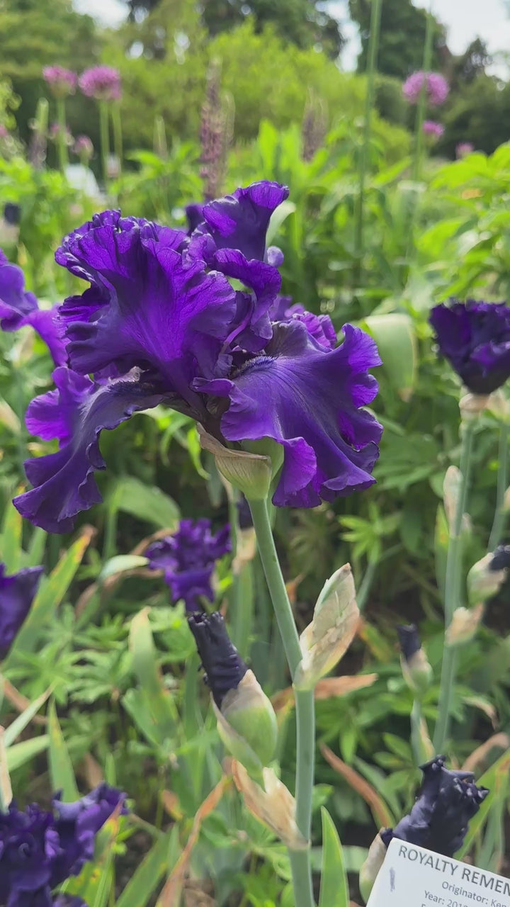 Royalty Remembered – Schreiner's Gardens