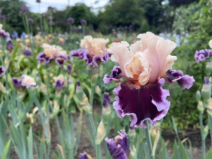 Dazzle | Tall Bearded Iris – Schreiner's Gardens