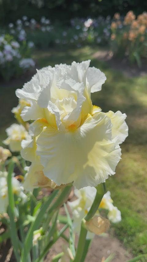 Cloud Dweller | Tall Bearded Iris – Schreiner's Gardens