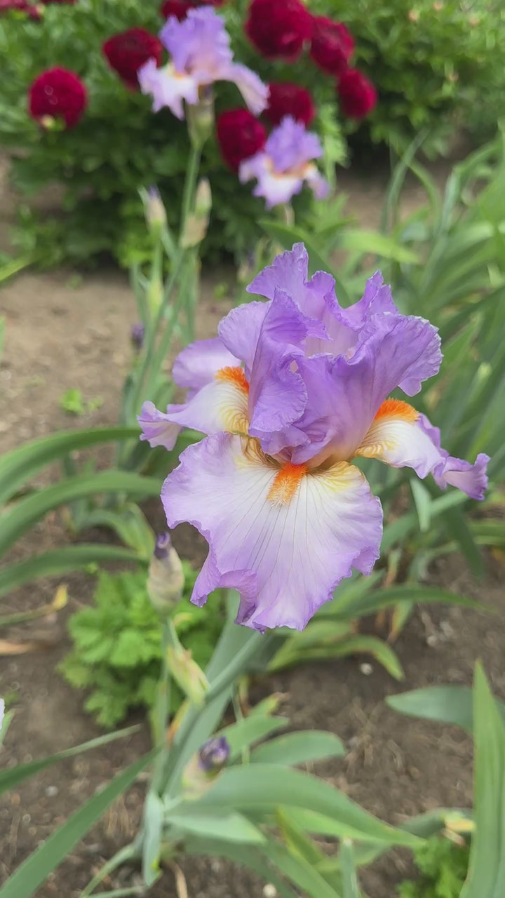 Oui Madame | Tall Bearded Iris – Schreiner's Gardens