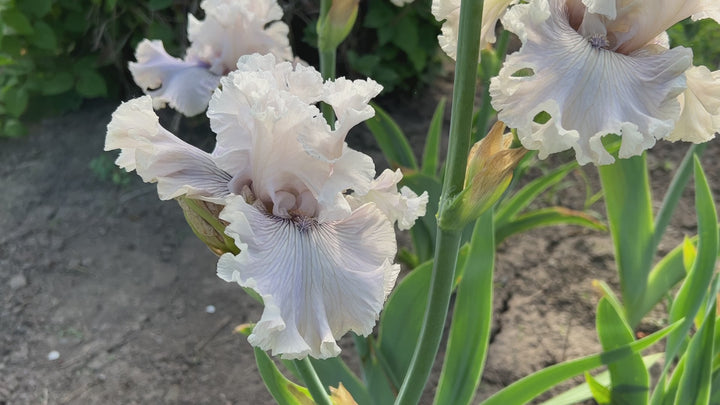 Haunted Heart | Tall Bearded Iris – Schreiner's Gardens