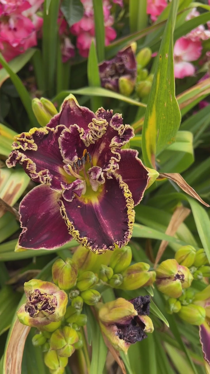 Exhibitionist | Maryott Daylilies – Schreiner's Gardens