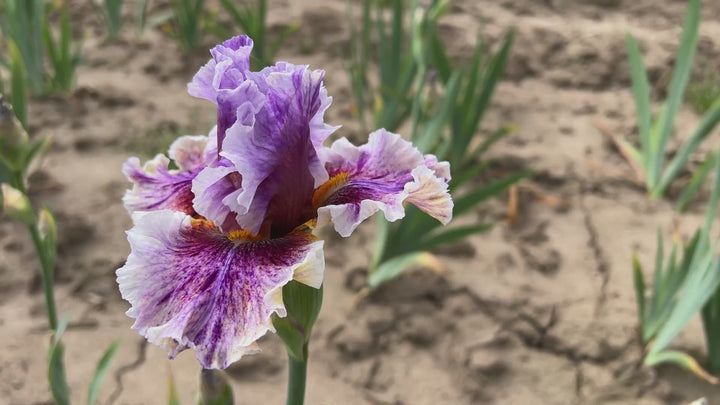 Midwest Pizzazz – Schreiner's Gardens