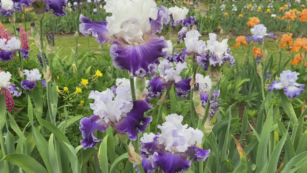 Feel The Thunder | Tall Bearded Iris – Schreiner's Gardens