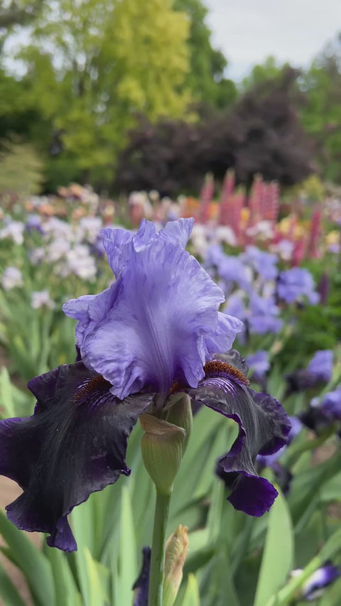 Dangerous Mood | Tall Bearded Iris – Schreiner's Gardens