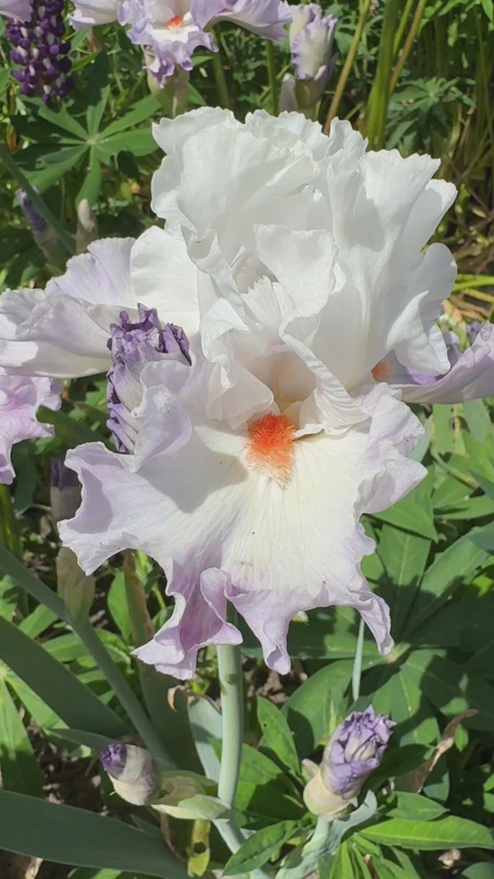 Linda Nelson – Schreiner's Gardens