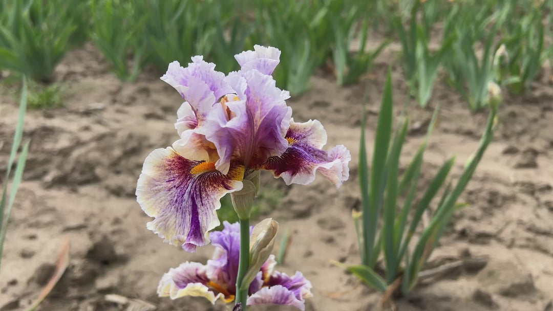 swell flowersパーフェクトオールスーツ ロングジョン Mサイズ Midwest Pizzazz – Schreiner's Gardens
