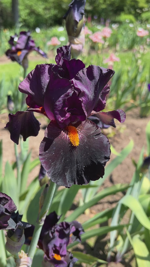 Dracula's Kiss | Tall Bearded Iris – Schreiner's Gardens